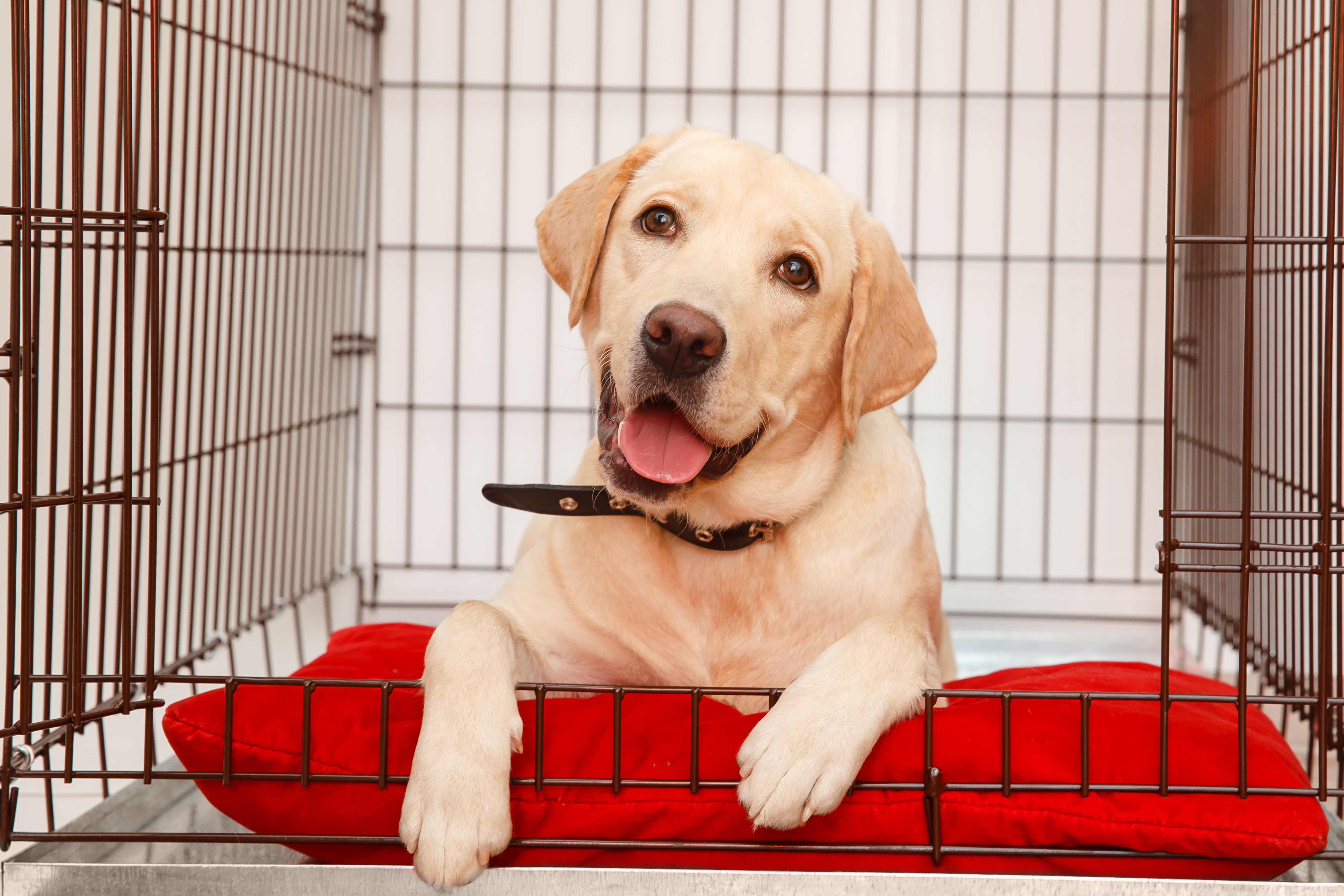 La cage pour chien : quelle utilité et comment la choisir ?