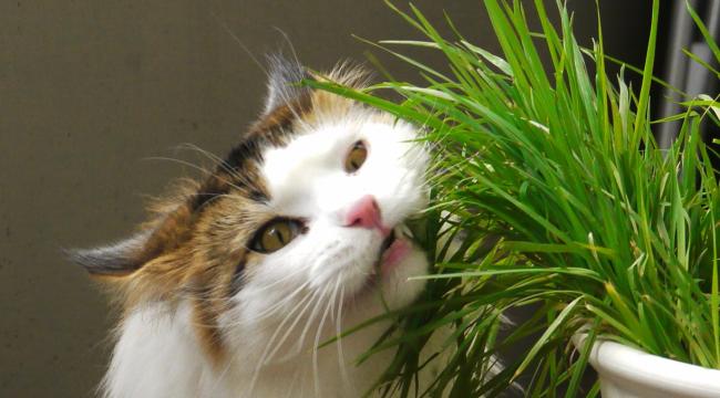 Comment cultiver de l'herbe à chat à la maison pour pas cher