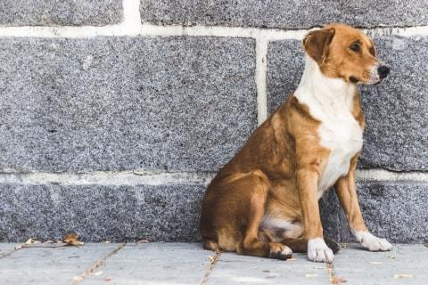 Dépression canine - comment reconnaître et traiter ?