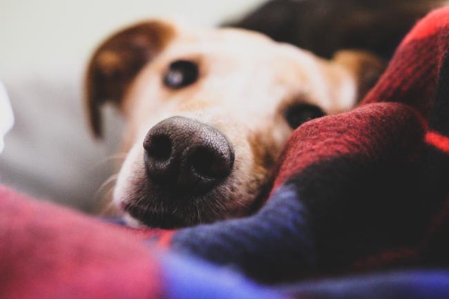 Un chien repose sa tête sur une couverture