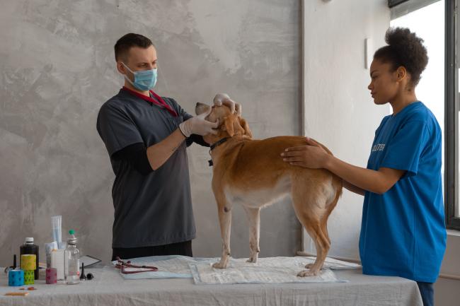 Un vétérinaire examine un chien