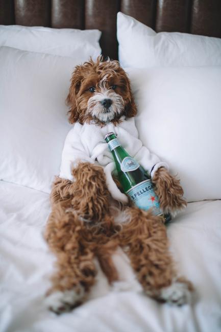 An oodle relaxing with mineral water