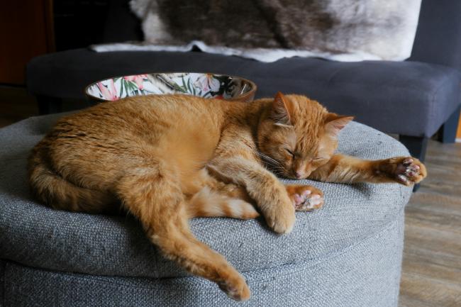 un chat roux est couché sur un canapé