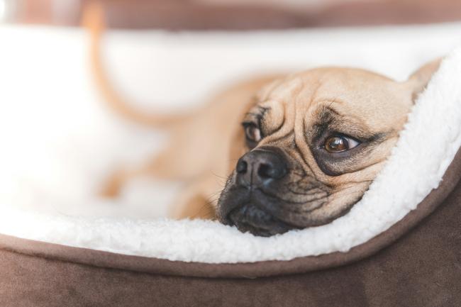 Un chien est couché sur son matelas